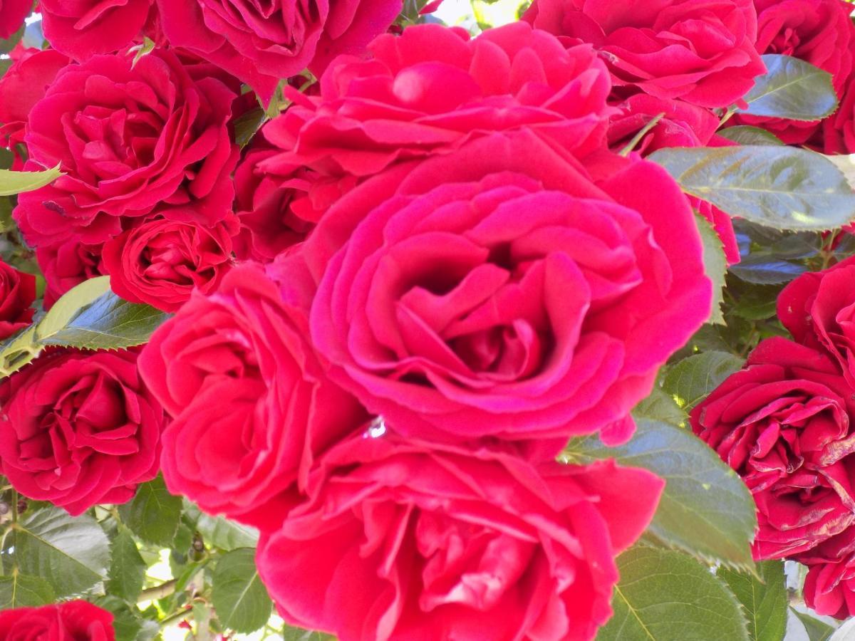 Des Roses Hotel Platanias  Exterior foto